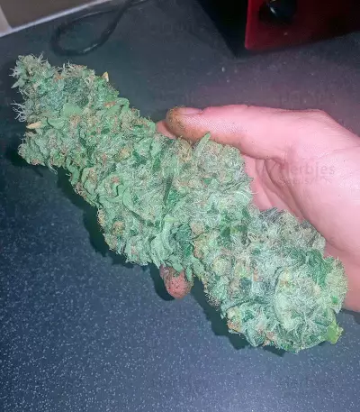 Bubba Kush feminized seeds (Humboldt Seeds Organization)