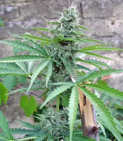 Graines de cannabis Buddha Deimos Auto (Buddha Seeds)