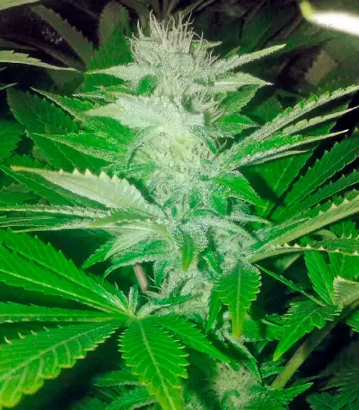Graines de cannabis Desert Diesel (Humboldt Seeds Organization)