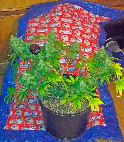 Roadrunner Autoflowering #2 Seeds