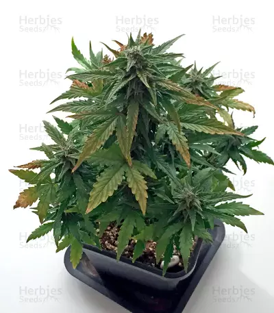 Roadrunner Autoflowering Seeds