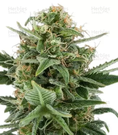 Royal Dwarf Auto Seeds from RQS