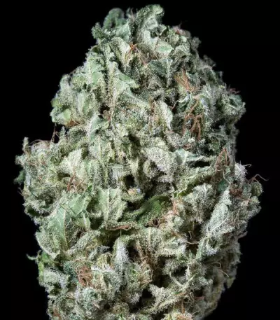 Sour Diesel Autoflowering Seeds