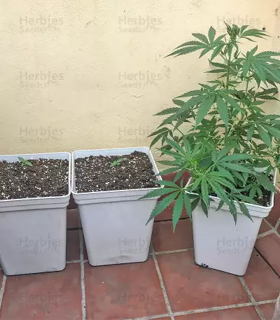 Sumo's OG Kush Seeds