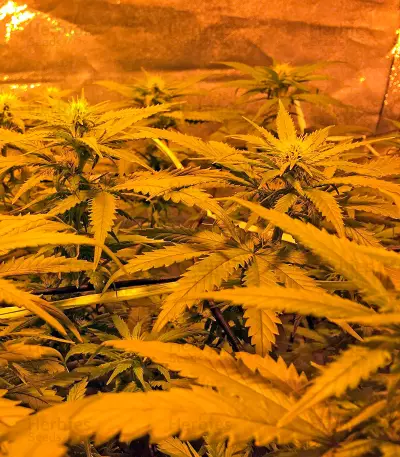 Sweet Deep Grapefruit Seeds