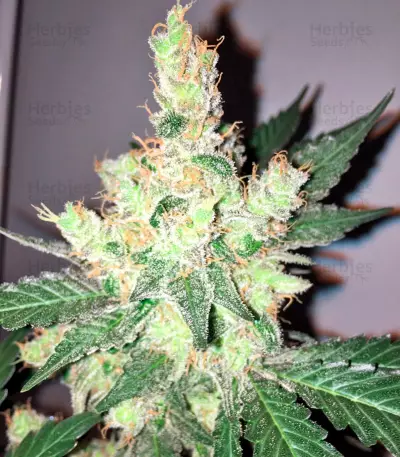Semillas feminizadas Trainwreck