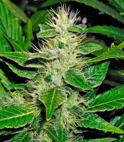 Semillas White Russian feminizadas (Serious Seeds)