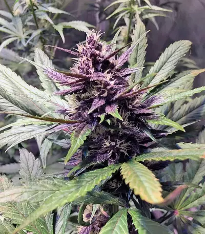 Semi femminizzati Devil Cream Auto