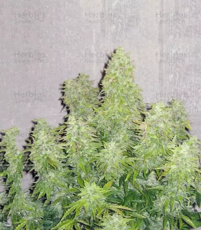 Haze Gom Auto feminized seeds