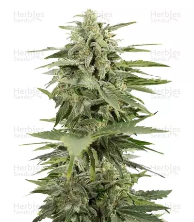 Graines de cannabis Industrial Plant Autoflowering CBD (Dinafem Seeds)