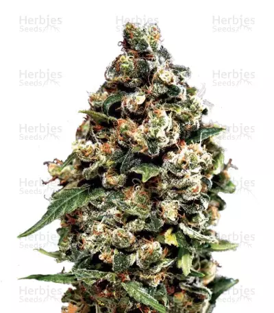 Graines de cannabis Jack Herer Auto (GHS)