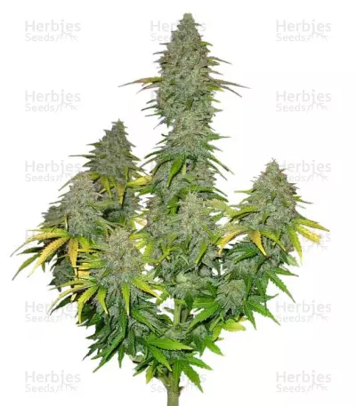 Buy Fast Bud Auto feminized seeds