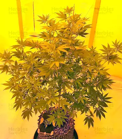 Colombian Gold feminizada (World of Seeds)