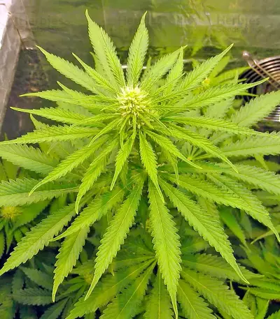 Fruitylicious feminized seeds