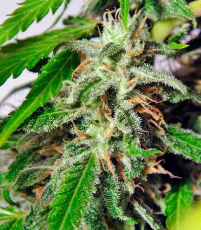 Sweet Tai (Sweet Seeds)