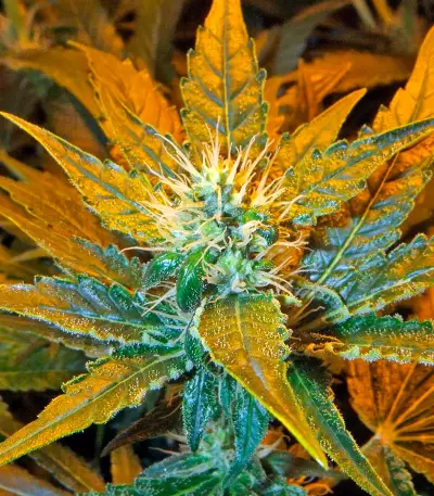 Afghan Kush X White Widow feminized seeds