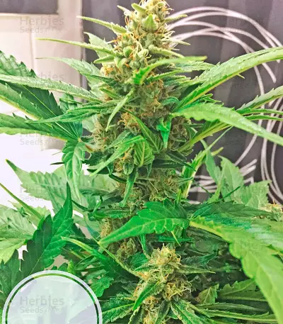 Amnesia XXL Autoflowering Seeds