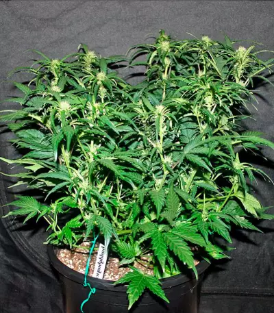 Auto Hashchis Berry (Auto Cheese Berry) Seeds