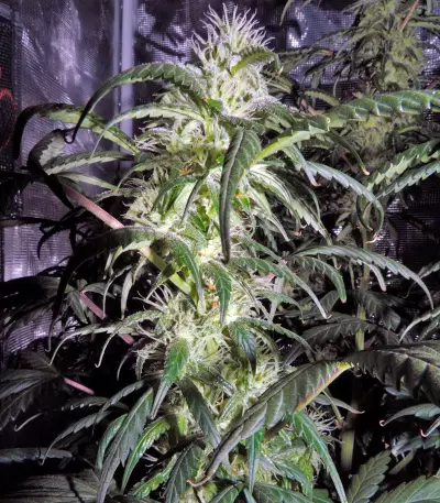 Auto Kryptonite Seeds