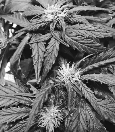 Blue Mystic strain