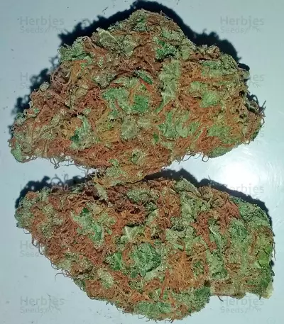 Bubba Kush Seeds (Humboldt Seeds Organization)