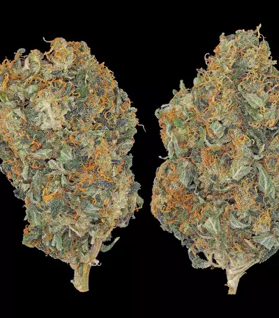 CBD-Chronic feminized seeds
