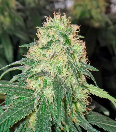 California Hash Plant Seeds