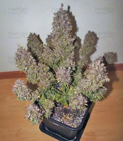 Californian Snow Auto