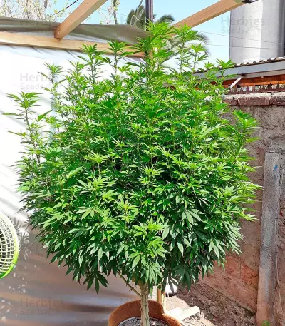 Chemdawg Seeds (Humboldt Seeds Organization)