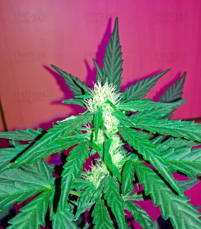 Critical + Autoflowering feminized seeds by