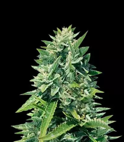 Graines de cannabis Crystal Queen (Vision Seeds)