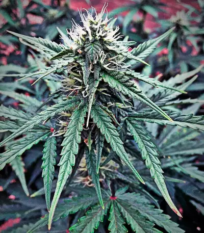 Hashchis Berry strain