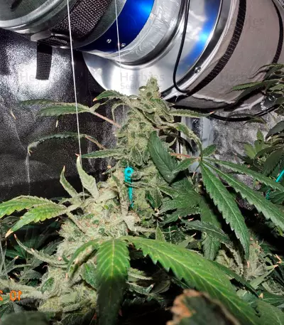 Semi femminizzati Moby Dick CBD