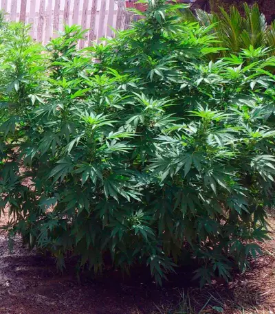 Monster Seeds