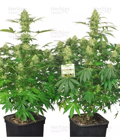 Night Queen feminized seeds