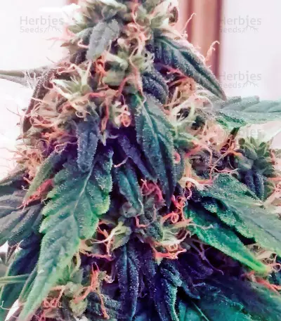 Northern Lights Auto feminized seeds (Vision Seeds)