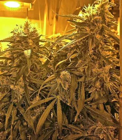 Graines de cannabis Raspberry Diesel (Humboldt Seeds Organization)