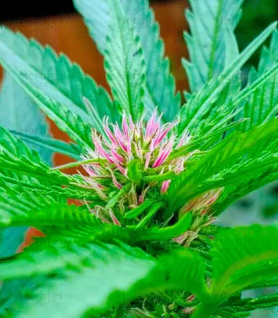 Serious 6 regular seeds