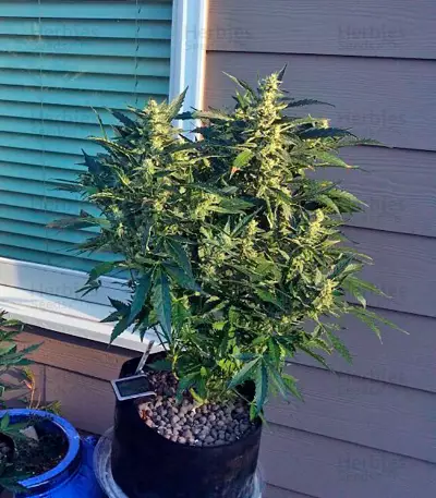 Sour Diesel Auto feminized seeds