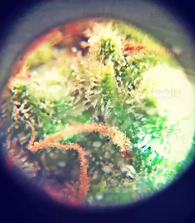 Sumo's OG Kush Seeds