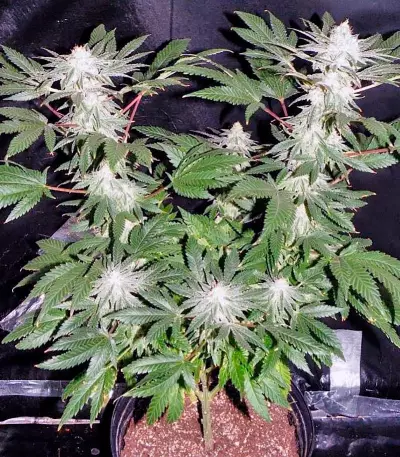 SAD Sweet Afgani Delicious S1 fem (Sweet Seeds)