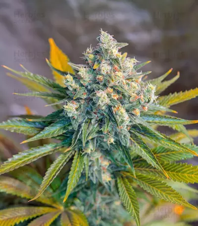 Big Devil F1 Fast Version strain