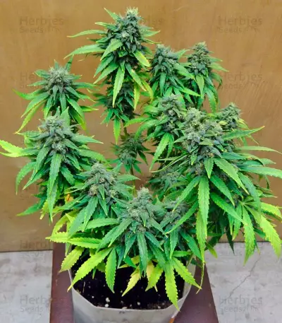 StarRyder Auto feminized seeds
