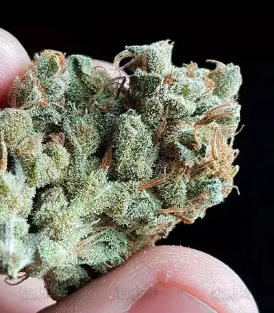 White Caramel Cookie feminized seeds
