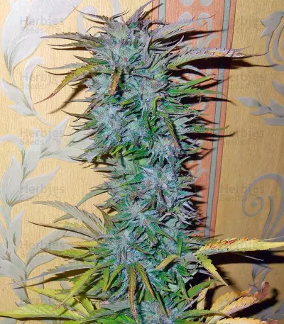 Semi di Auto White Widow femminizzati (Dutch Passion)