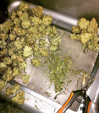 Blue Mystic regular (Nirvana Seeds)