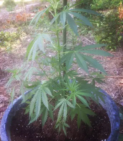 Cheese feminized seeds (Vision Seeds)
