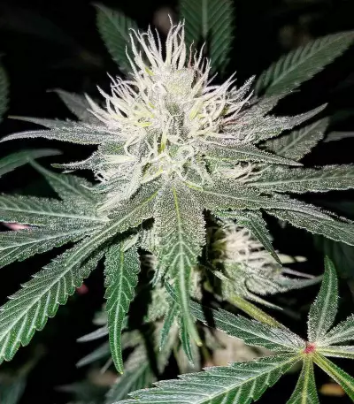 Critical Impact Seeds