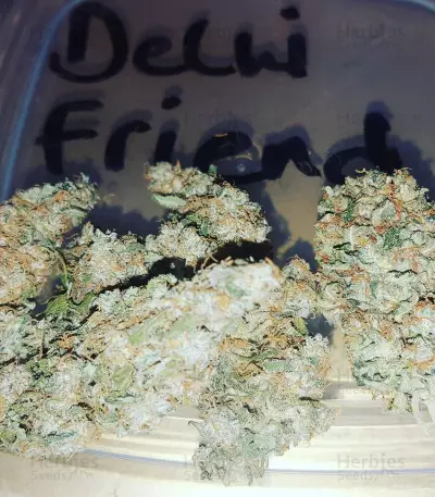 Delhi Friend Seeds