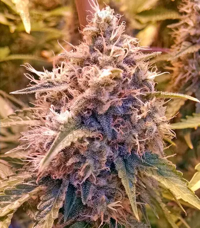 Dinachem feminized seeds